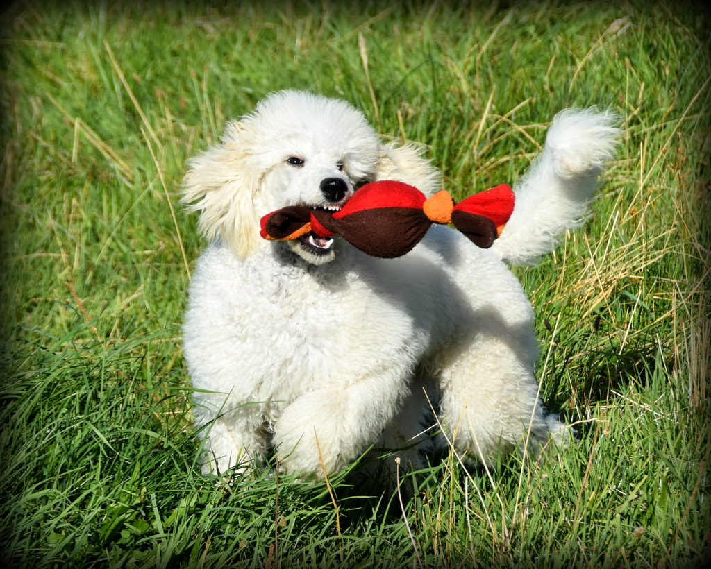standard poodle puppy for sale retrieving toy 