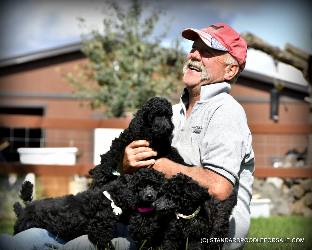 Picture of white standard poodle show puppy