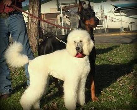 Picture of white poodle with a giant black and rust Unique Doberman male