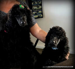 Picture of champion sired black standard poodle puppy for sale on west coast