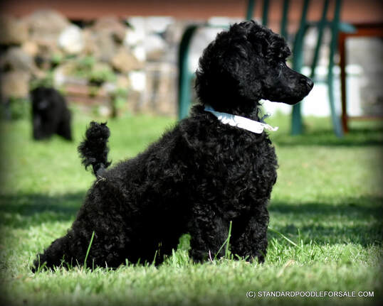 Picture of champion sired black standard poodle puppy for sale on west coast