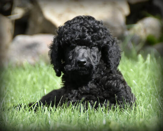 Picture of champion sired black standard poodle puppy for sale in Oregon