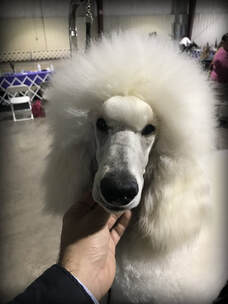 Picture of imported white standard poodle for sale